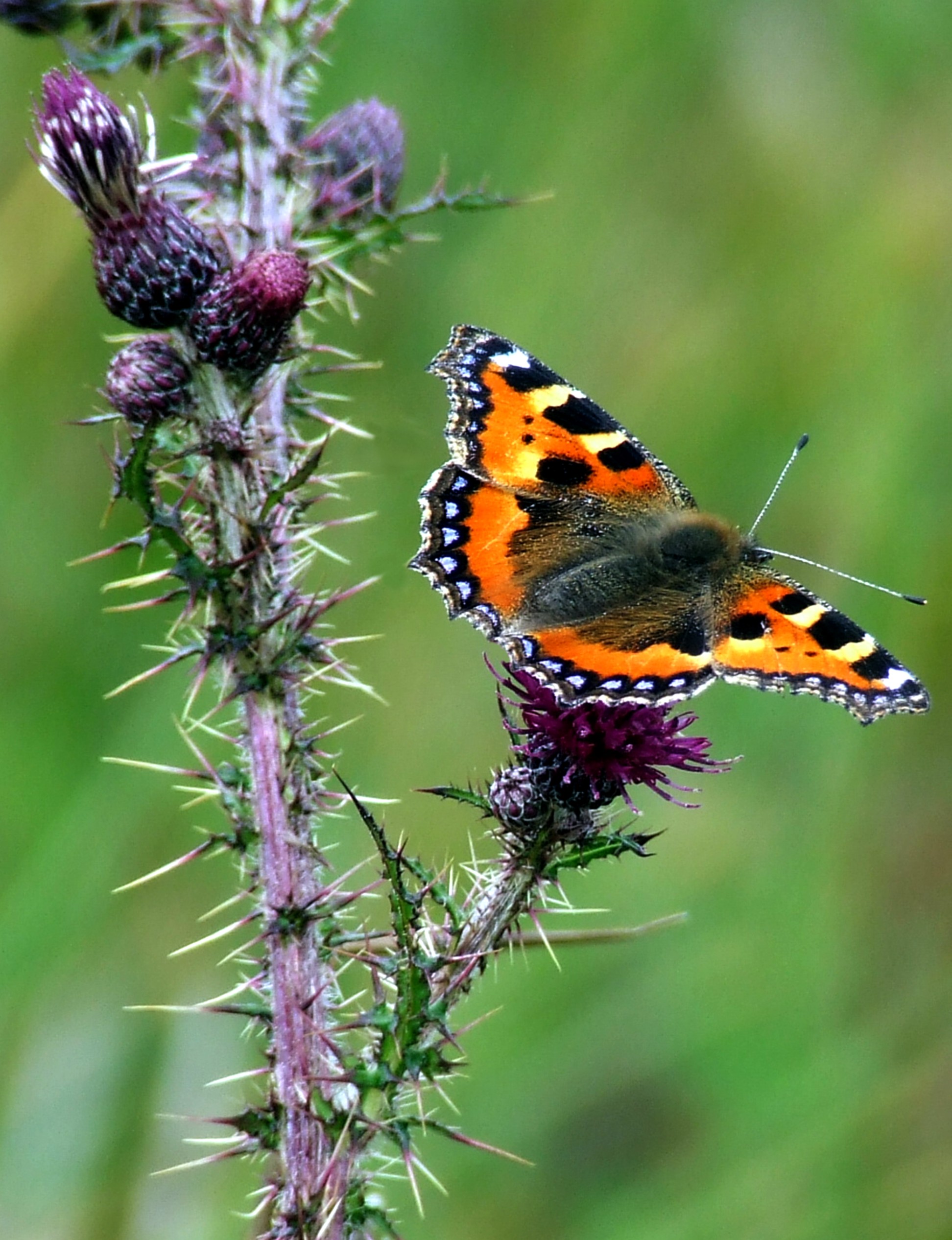 THISTLE REST (Small Tortoiseshell) Bill Bagley Photography